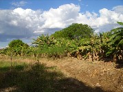 Banani